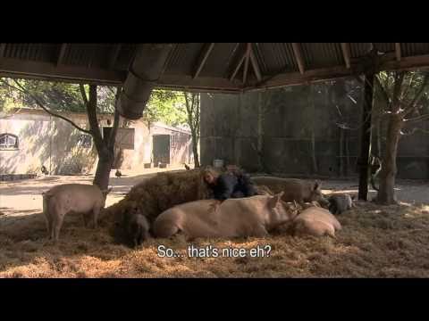 Divine Pig'