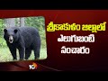 Bear Roaming on Roads in Srikakulam Dist | శ్రీకాకుళం జిల్లాలో ఎలుగుబంటి సంచారం | 10TV News