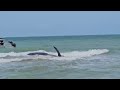 Sperm whale dies off Florida beach  - 00:45 min - News - Video