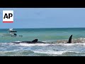Sperm whale dies off Florida beach