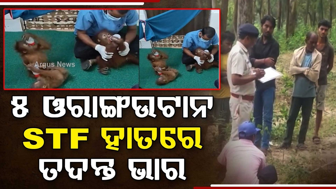 STF Steps In After 5 Orangutans Found In Balasore Forest | Argus News