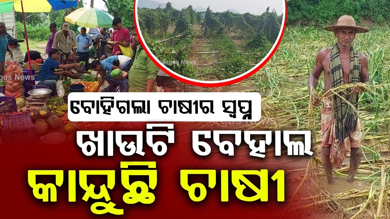 Vegetable Prices Skyrocket In Odisha After Rain Destroys Crops In Athagarh | Argus News