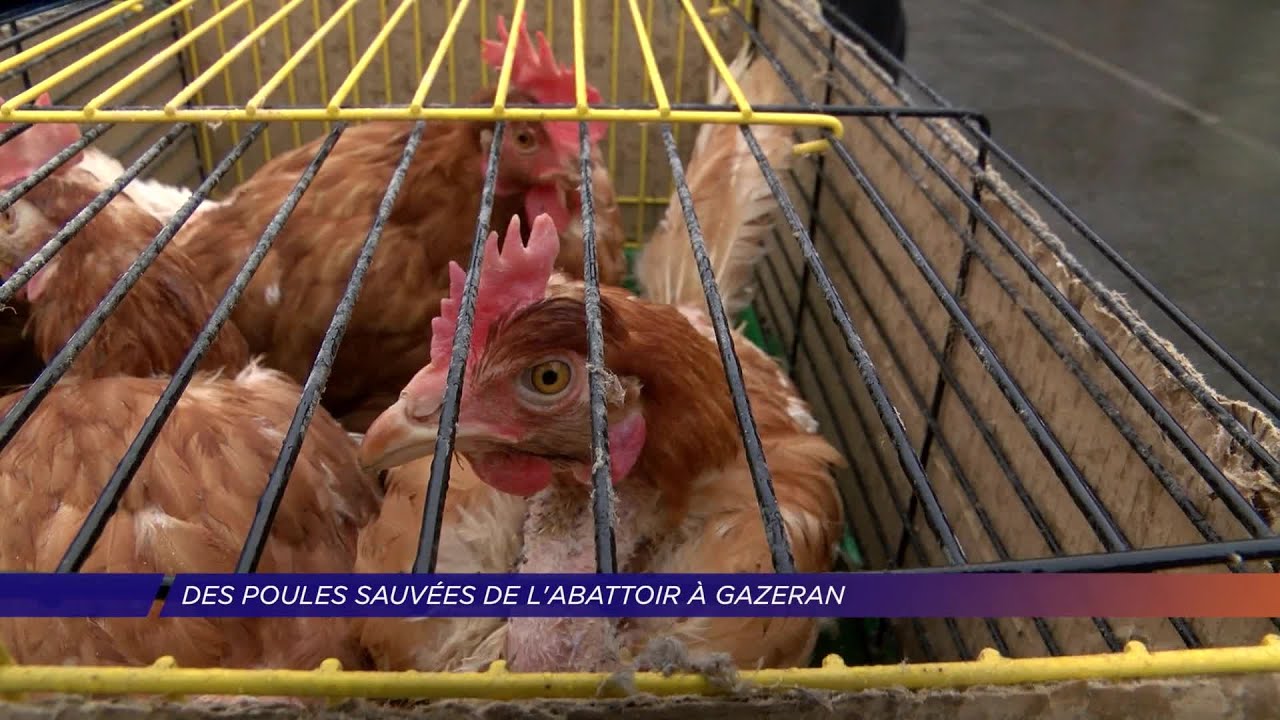 Yvelines | Des poules sauvées de l’abattoir à Gazeran