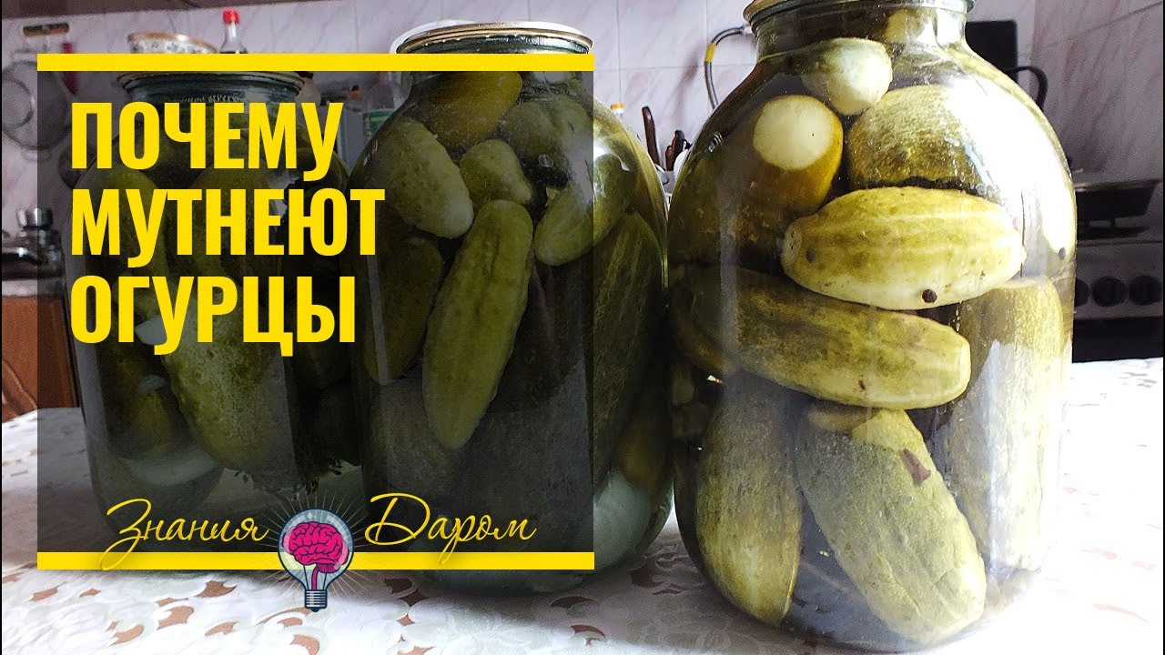 Огурцы маринованные