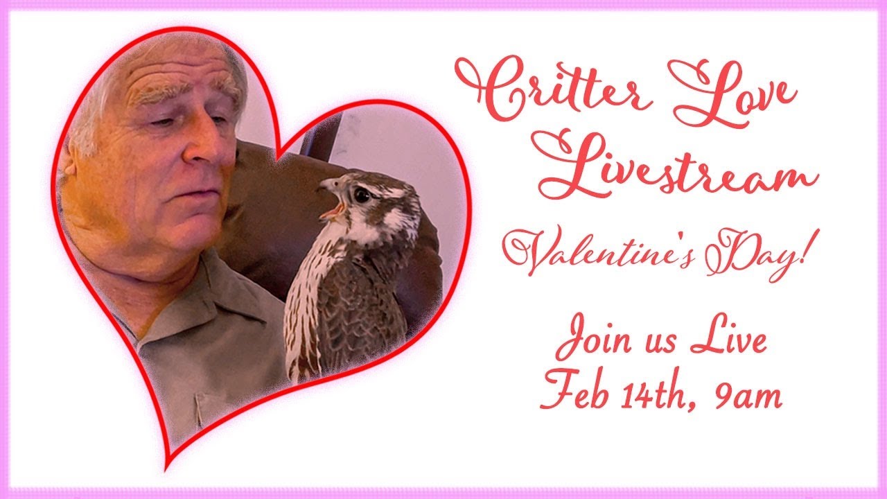 Critter Love Livestream!