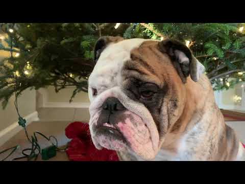 Reuben the Bulldog: Roo's Lump