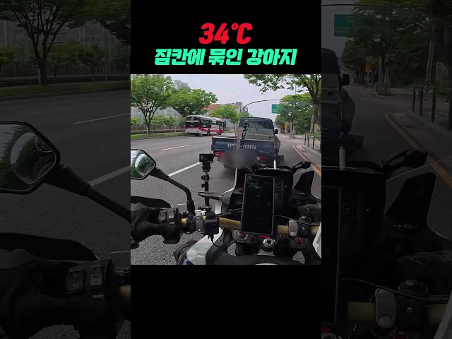 이 더위에 강아지를 트럭 뒤에? 화가나네...