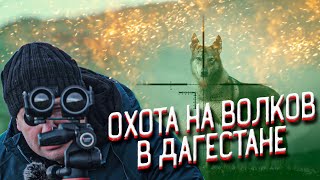 Волки бросились на охотников. Охота на волков в Дагестане. Выстрелы по волкам и шакалам. Волки бросились на охотников. Охота на волков в Дагестане. Выстрелы по волкам и шакалам.