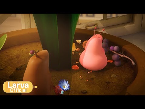 Larva Tuba - Dita 