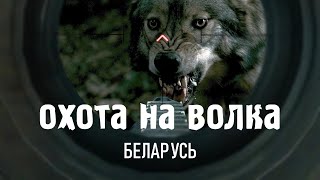 Охота на волка 2020 Охота на волка 2020