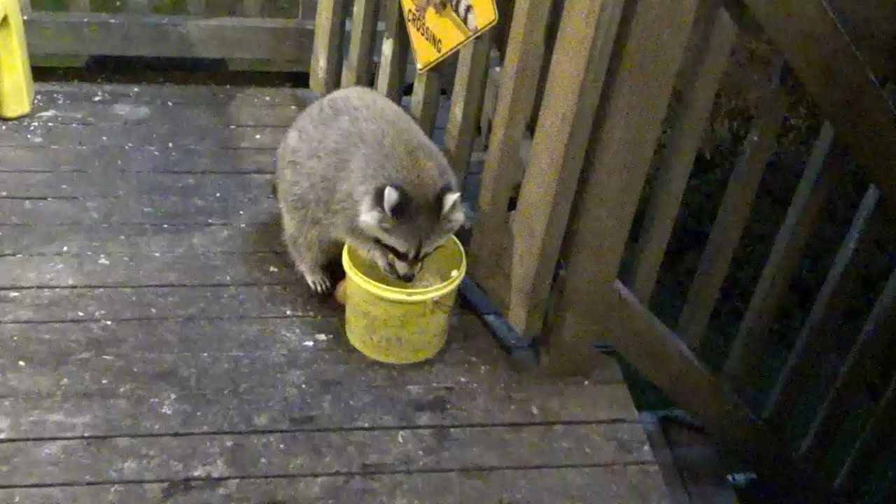 Sunday Raccoon Feeding