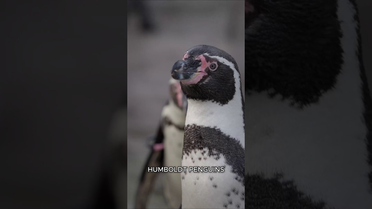 Why Are There Penguins in the Desert? #Penguins #Animals #Shorts