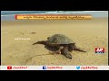 Hundreds of Dead Tortoises reaching Vizag Coast