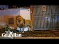 Viral video: Lion roams freely through Italian town after escaping circus