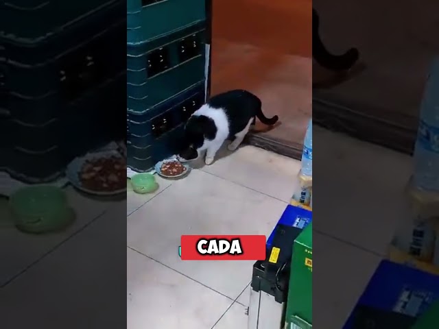 como cuidar do gato