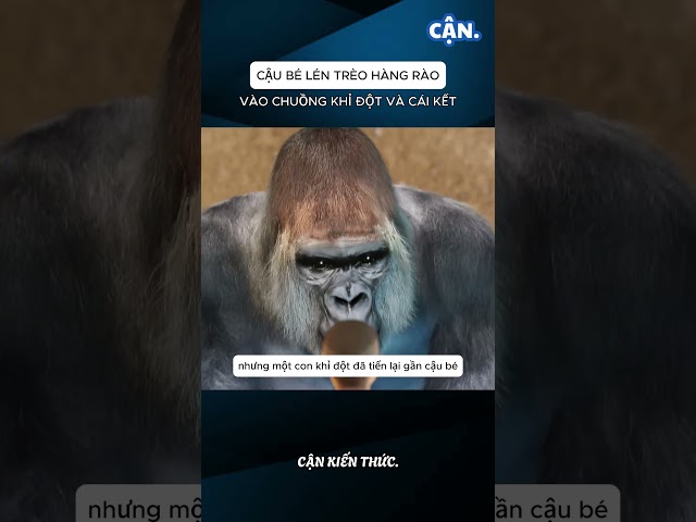 CẬU BÉ LÉN TRÈO HÀNG RÀO VÀO CHUỒNG KHỈ ĐỘT VÀ CÁI KẾT #xuhuong #shorts #viral #khampha #kienthuc