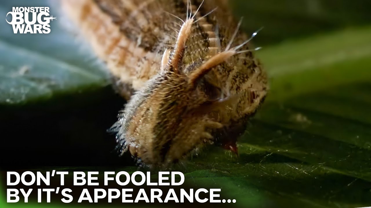 These "Fluffy Cuties" are COLD-BLOODED KILLERS | Monster Bug Wars
