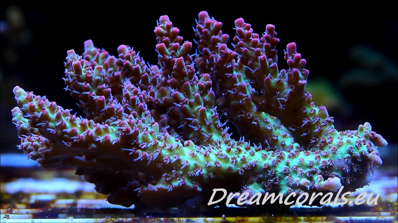 Acropora strawberry shortcake - YouTube