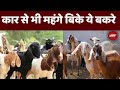 Bakrid Road Namaz News LIVE: बकरीद पर कार से भी महंगे बकरे | Eid-ul-Adha 2024 | NDTV Hindi