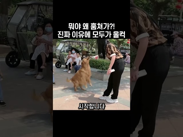 "뭐야 왜 물병 훔쳐가?.." 댕댕이의 진짜 이유에 모두가 울컥