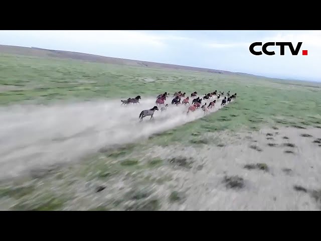 壮观！来感受贺兰山下马踏飞沙的震撼 | CCTV