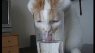 コップの水を飲むのが好きなねこ  