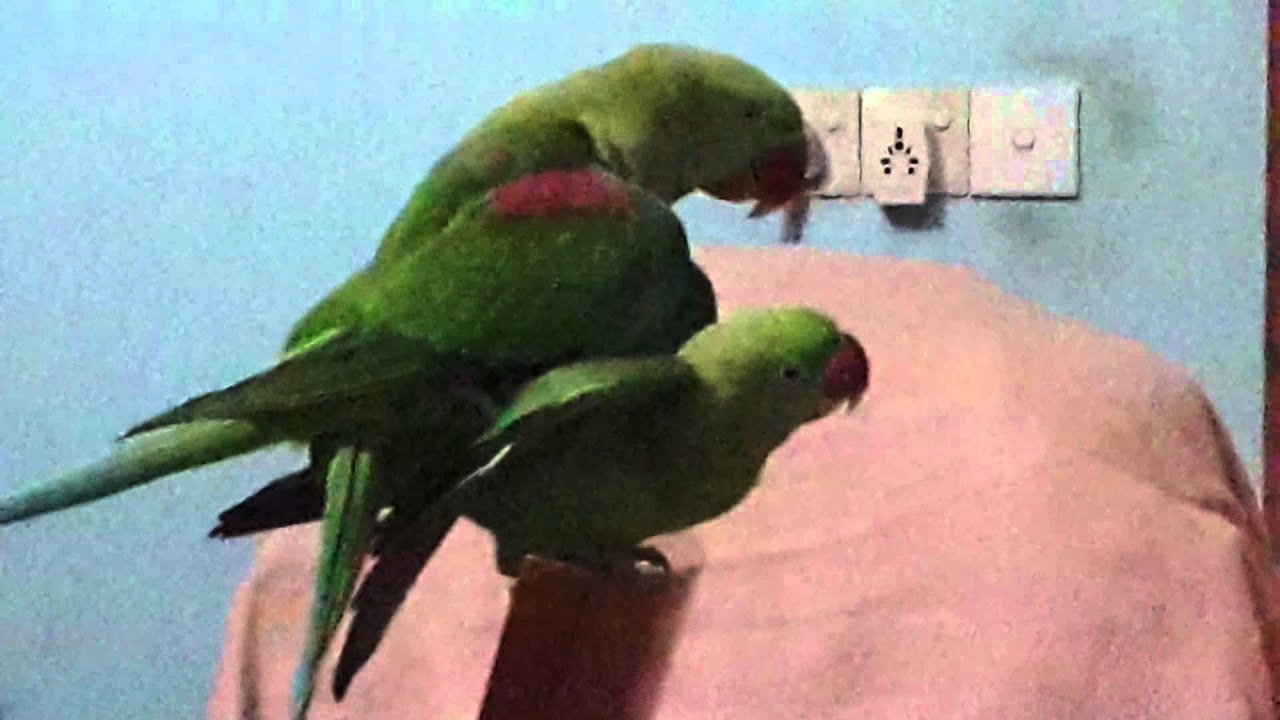 Alexandrine Parrot Mating Youtube 3873