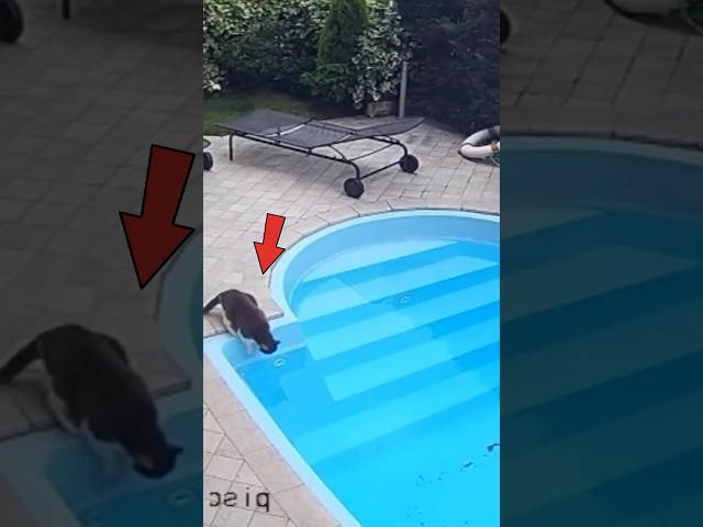 Saltó a la piscina y no podía salir