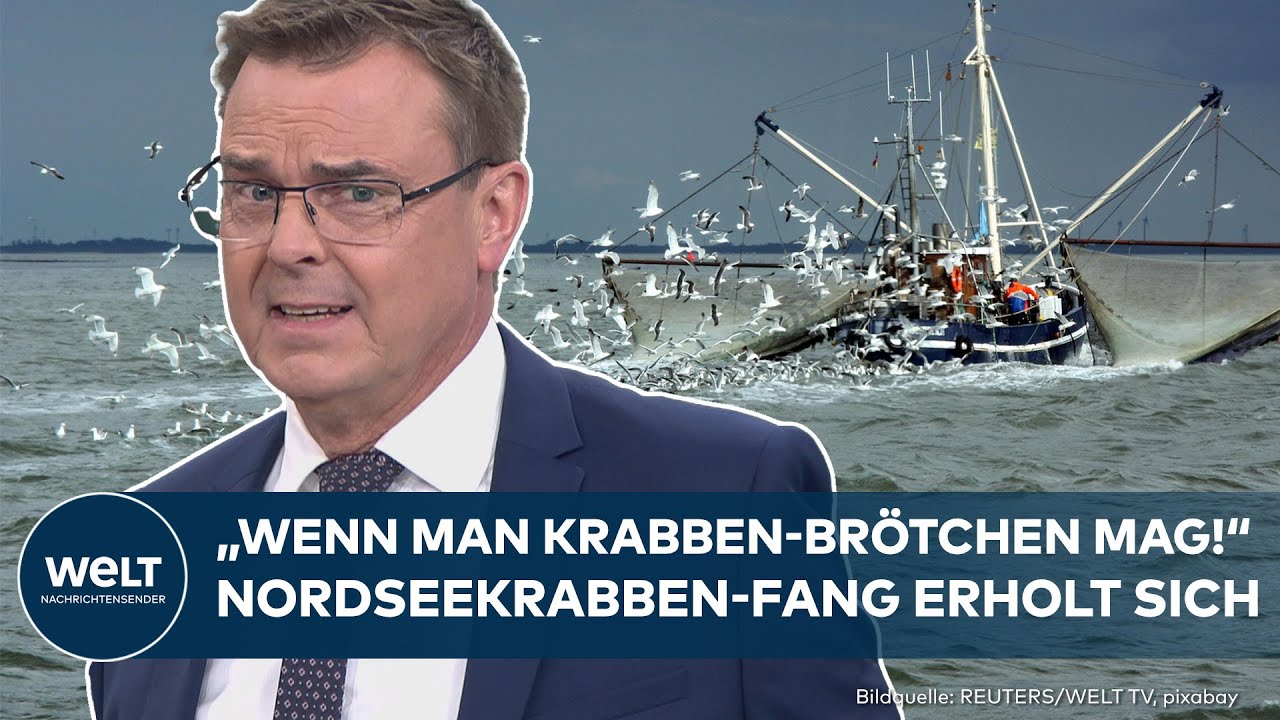 NORDSEE: Krabben-Sensation! Fischer jubeln - Netze sind wieder voll!
