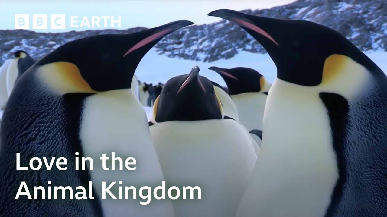 One Hour Of Love In The Animal Kingdom | BBC Earth