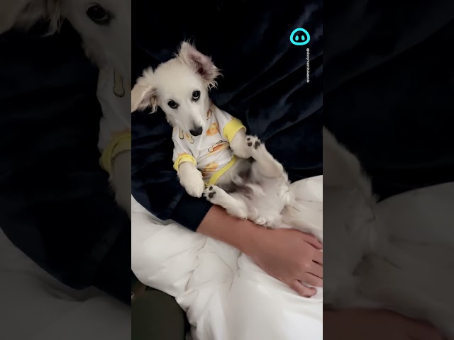 Dachshund Plays Peekaboo With His Toe Beans || ViralHog Shorts