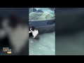 Dubai | Police rescue cat clinging to car door in Dubai flooding | News9 #dubairain  - 00:21 min - News - Video