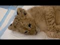 Lion cub recovering at animal charity shelter in Lebanon after captivity ordeal - 01:03 min - News - Video