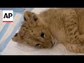 Lion cub recovering at animal charity shelter in Lebanon after captivity ordeal