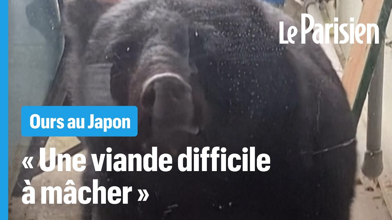 Face aux attaques d’ours, le Japon se met à manger leur viande