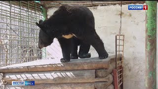 Пока спал …. проголодался! В Омской области проснулся ещё один медведь