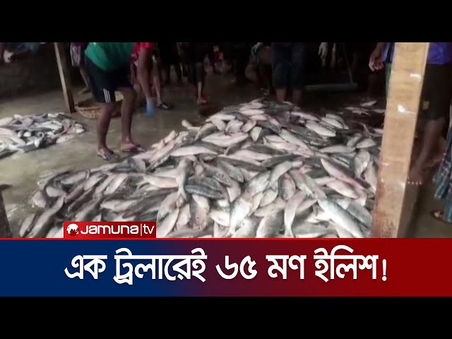৬৫ মণ ইলিশ এক ট্রলারে! বিক্রি ৪০ লাখ টাকায় | Kuakata Hilsha | Jamuna TV