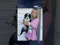 Lost dog found after devastating tornado outbreak  - 00:43 min - News - Video