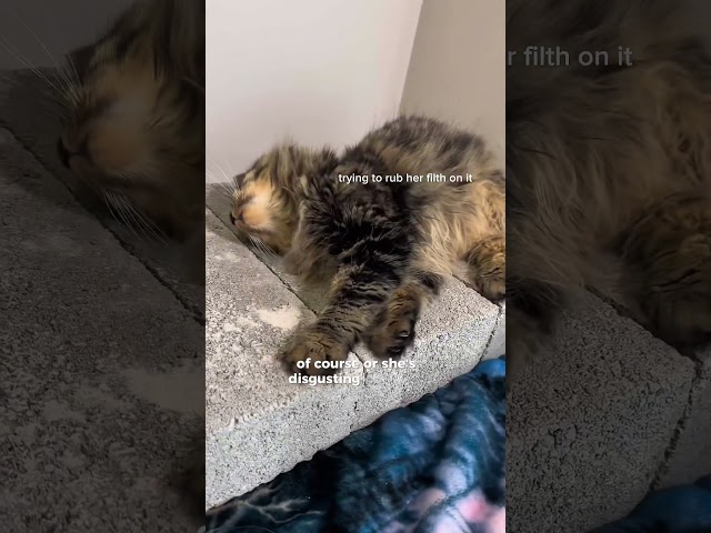 I bought concrete slabs for my cats