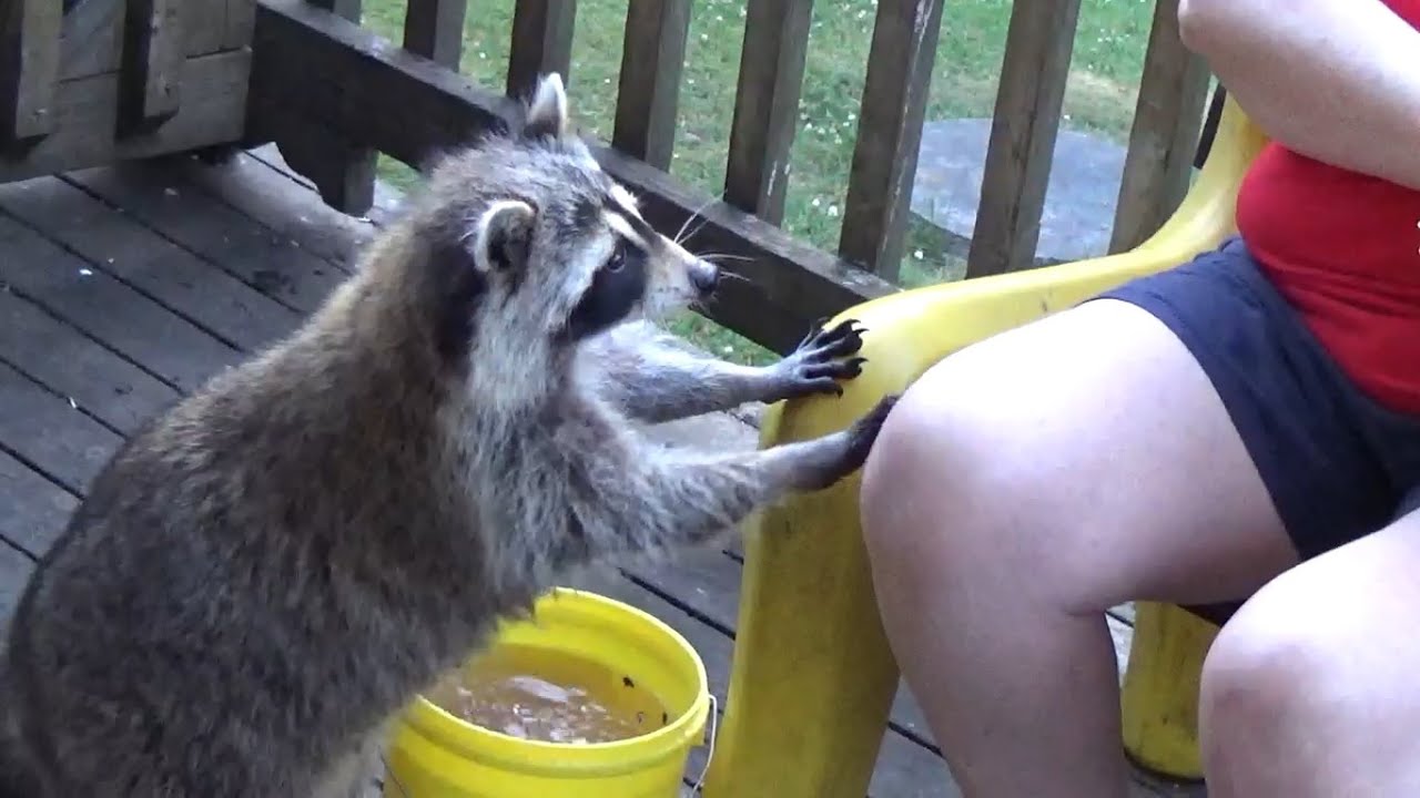 Thursday with Angie and adult raccoons