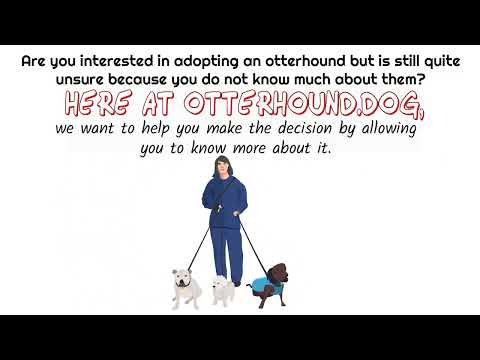 Do Otterhounds Make Good Pets: Otterhounds As People Pleasers