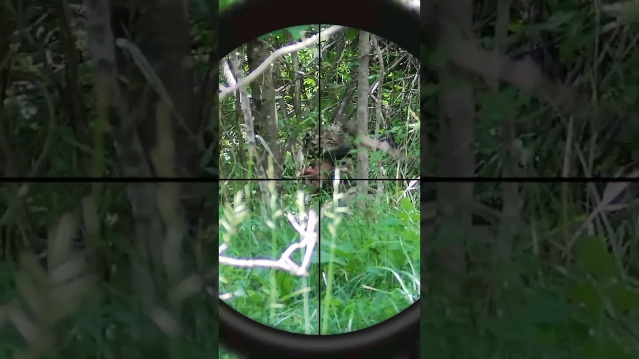 AIRSOFT FRANCE 🇫🇷 : POKE 😵