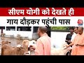 Gorakhpur: जब CM Yogi को देखते ही गाय दौड़ने लगी, CM ने खिलाया खाना | Aaj Tak News