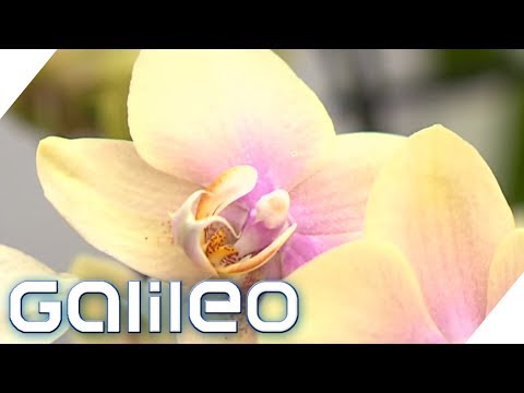 Expensive vs. Cheap: How Orchids Get to Stores | Galileo | ProSieben