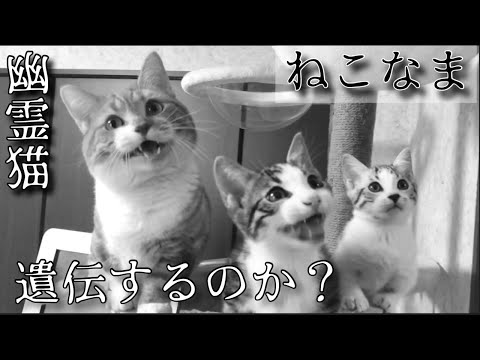 猫の霊感は遺伝するのか 短足猫トリオライブ配信 ねこなま まとめちゅーぶ