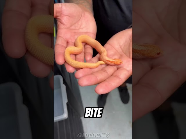 Why Baby Snakes Are More Dangerous Than Adults