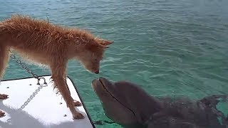 海豚救狗