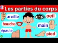 French vocabulary  Les parties du corps  Learn french  Apprendre le fran?ais  Le corps humain