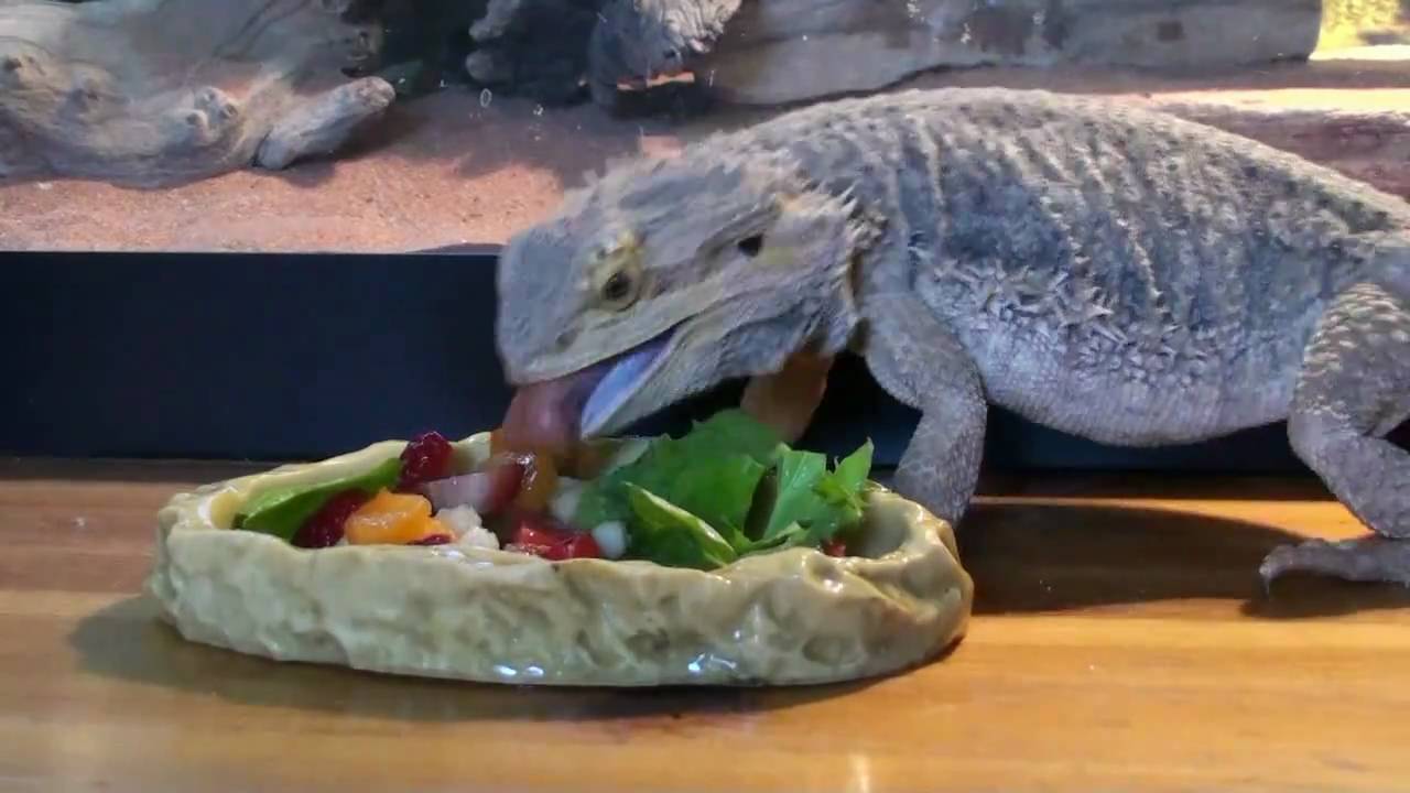 bearded-dragon-food-chart