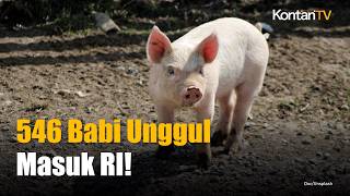 Indonesia Bangun Pusat Pembibitan Babi Berstandar Dunia, Datangkan 546 Indukan Unggul dari Denmark